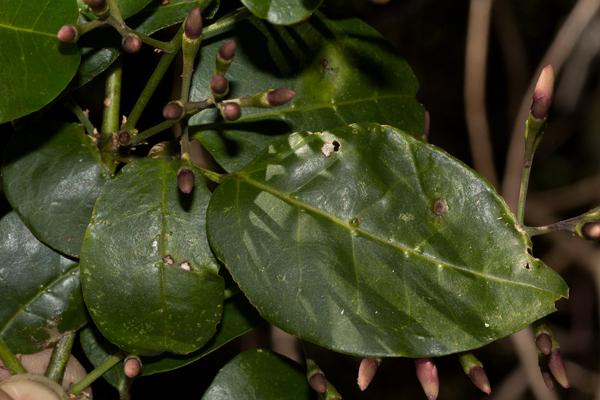 Jasminum abyssinicum