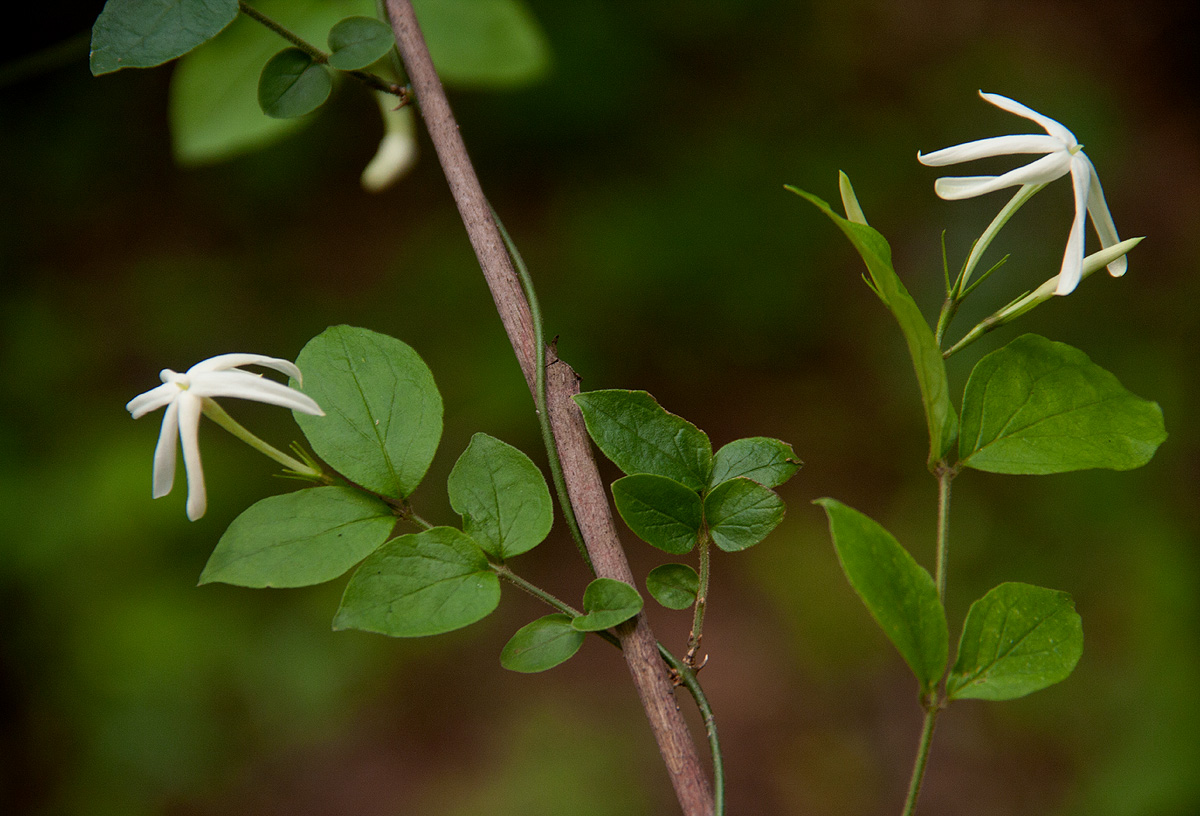 Jasminum streptopus Jasminum streptopus