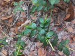Jasminum streptopus
