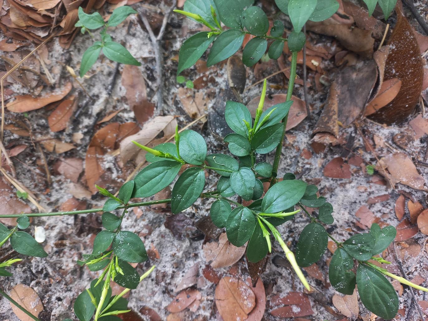 Jasminum streptopus Jasminum streptopus