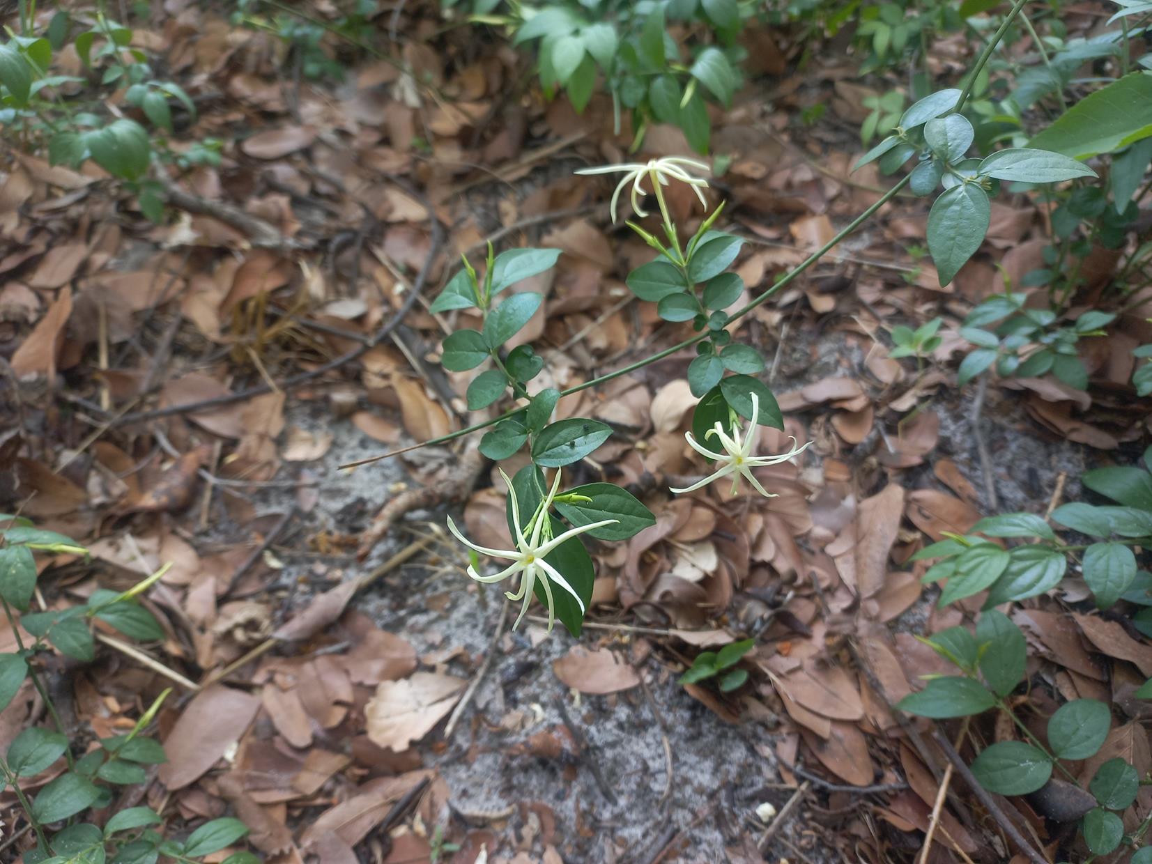 Jasminum streptopus Jasminum streptopus
