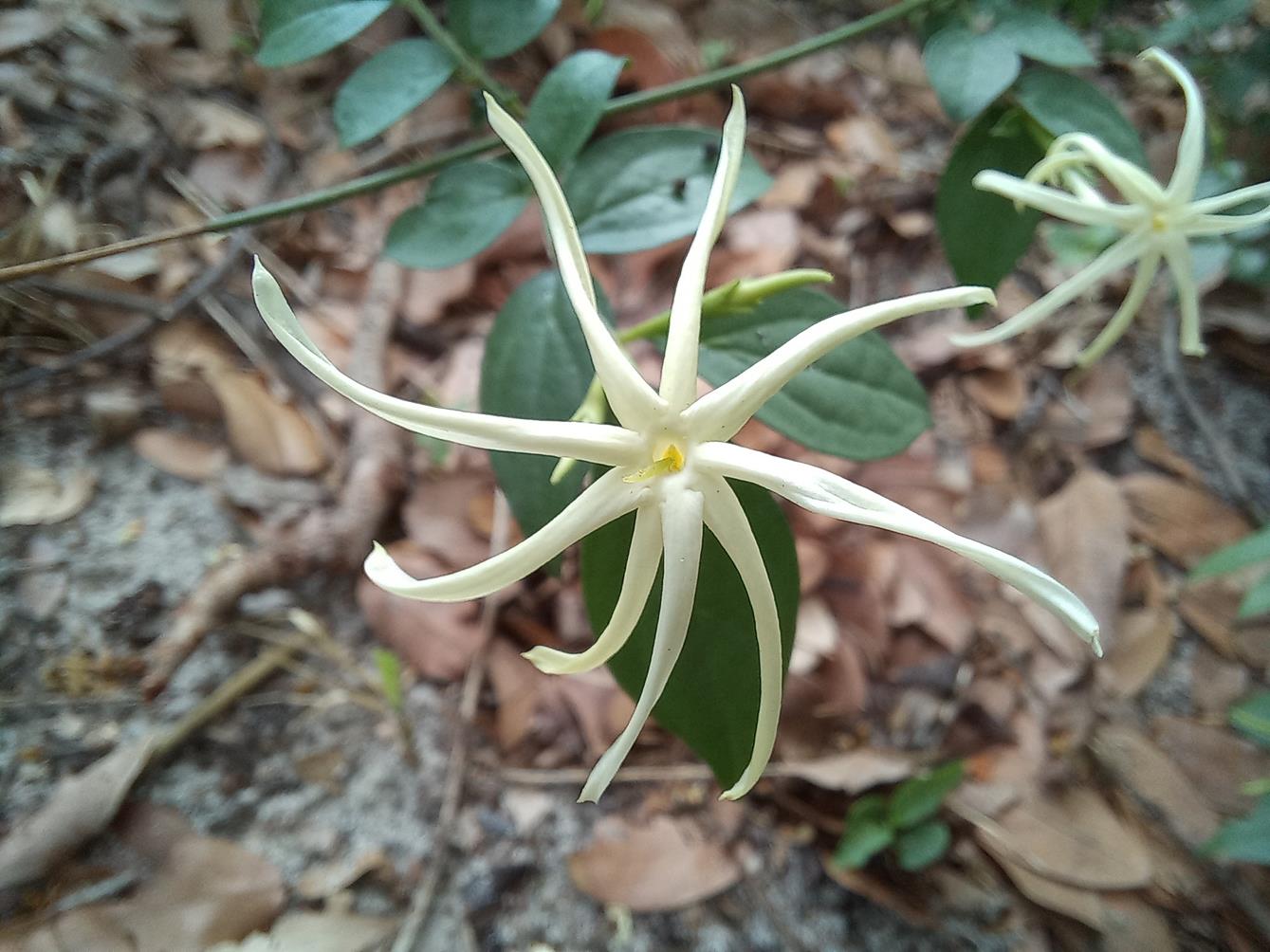 Jasminum streptopus Jasminum streptopus