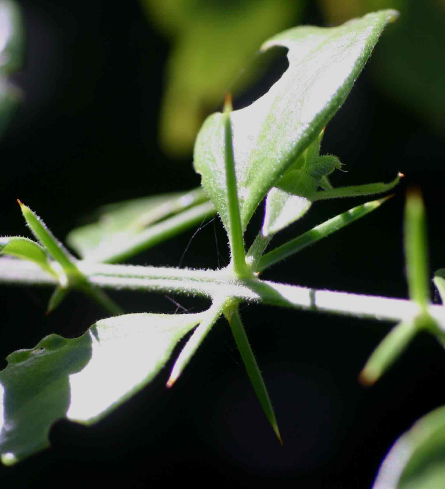 Azima tetracantha