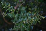 Azima tetracantha