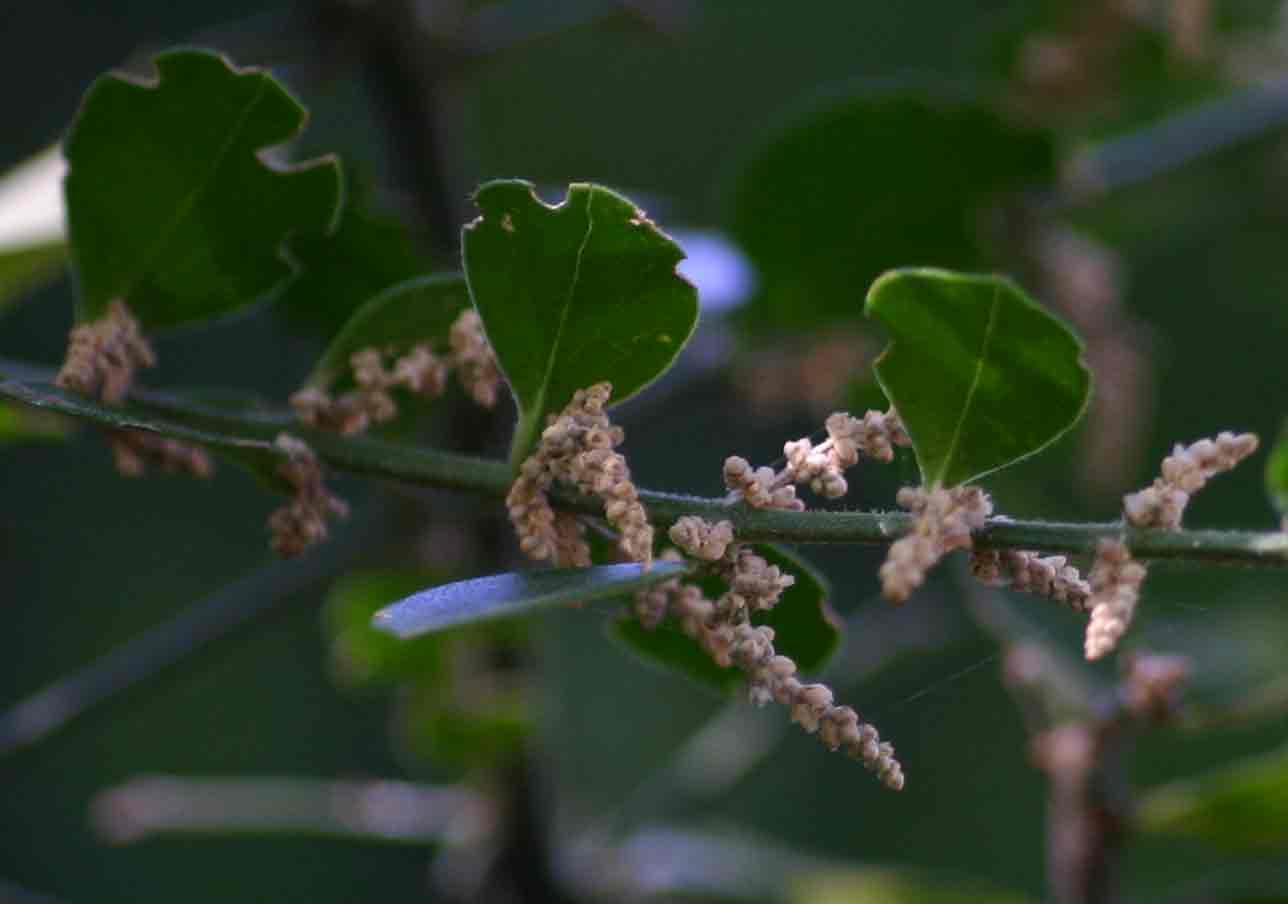 Azima tetracantha