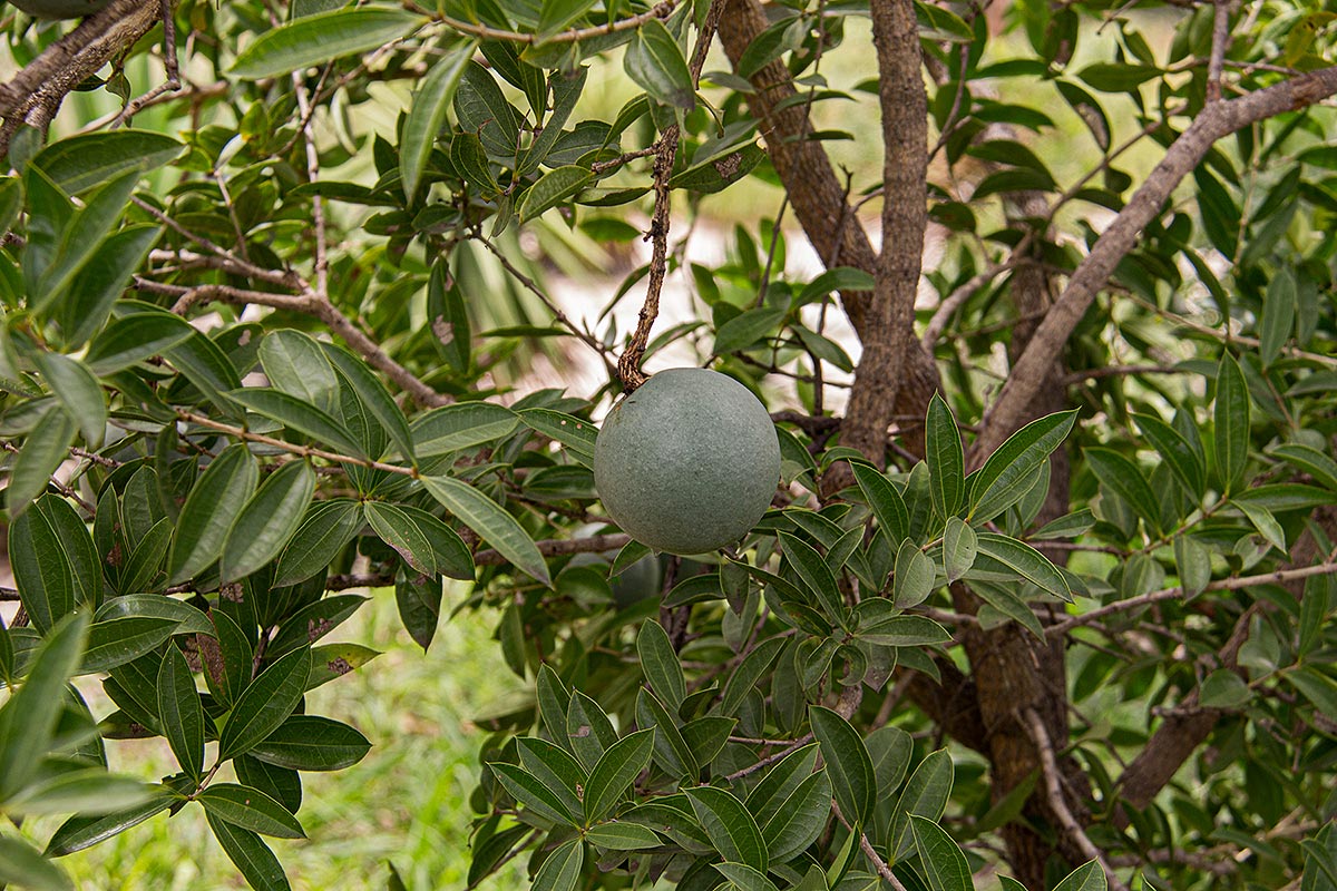 Strychnos pungens