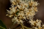 Nuxia floribunda