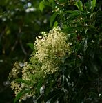Nuxia floribunda