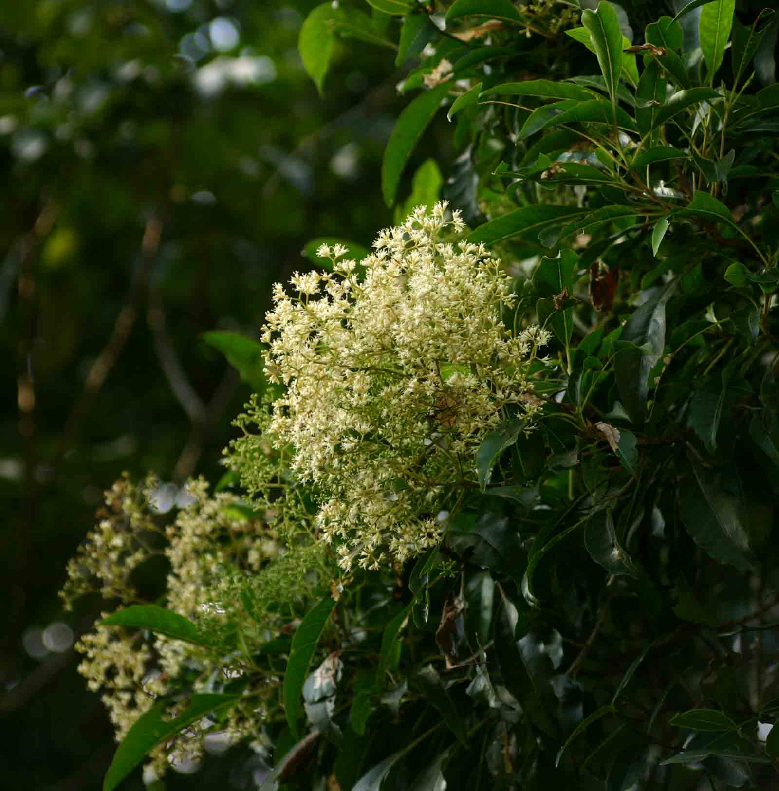 Nuxia floribunda
