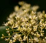 Nuxia floribunda