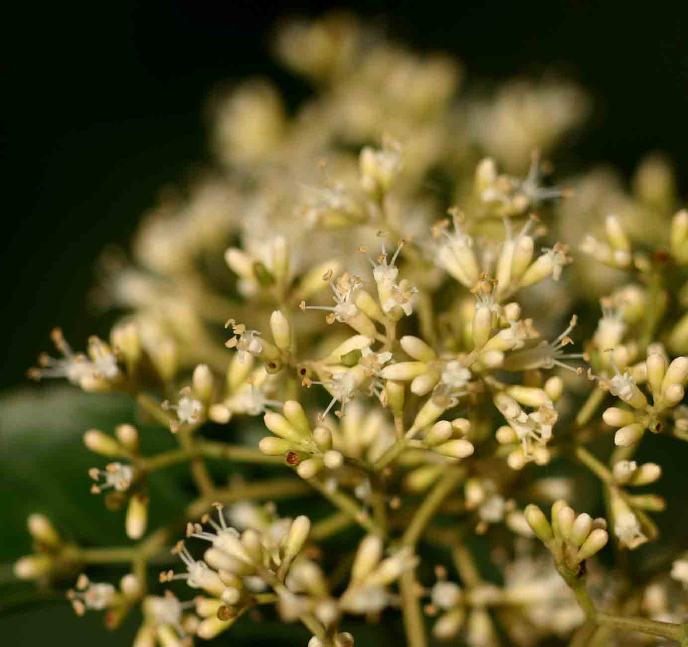 Nuxia floribunda