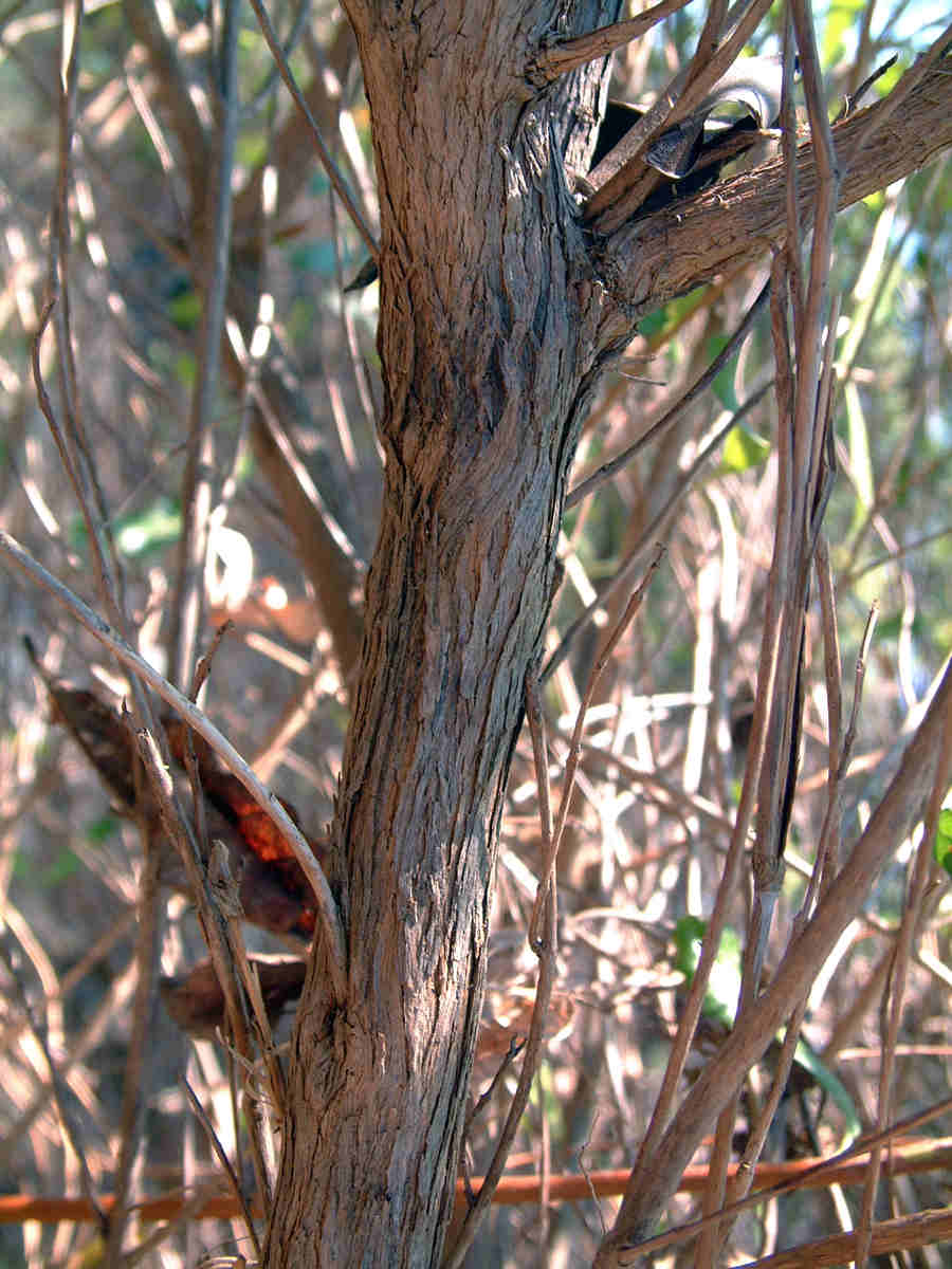 Nuxia oppositifolia