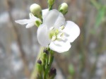 Gomphostigma virgatum