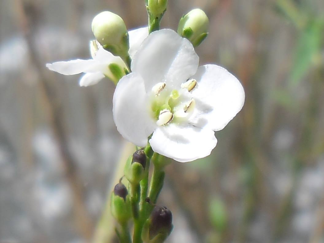 Gomphostigma virgatum