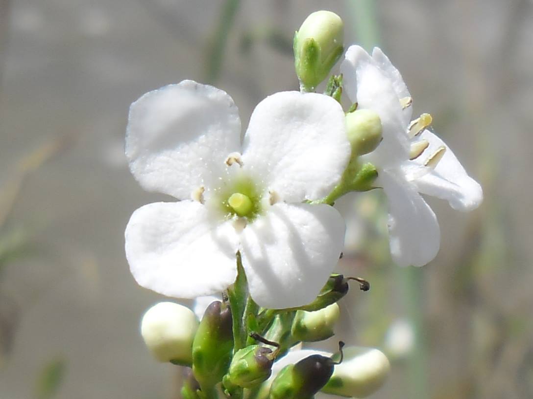 Gomphostigma virgatum