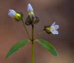 Exacum oldenlandioides