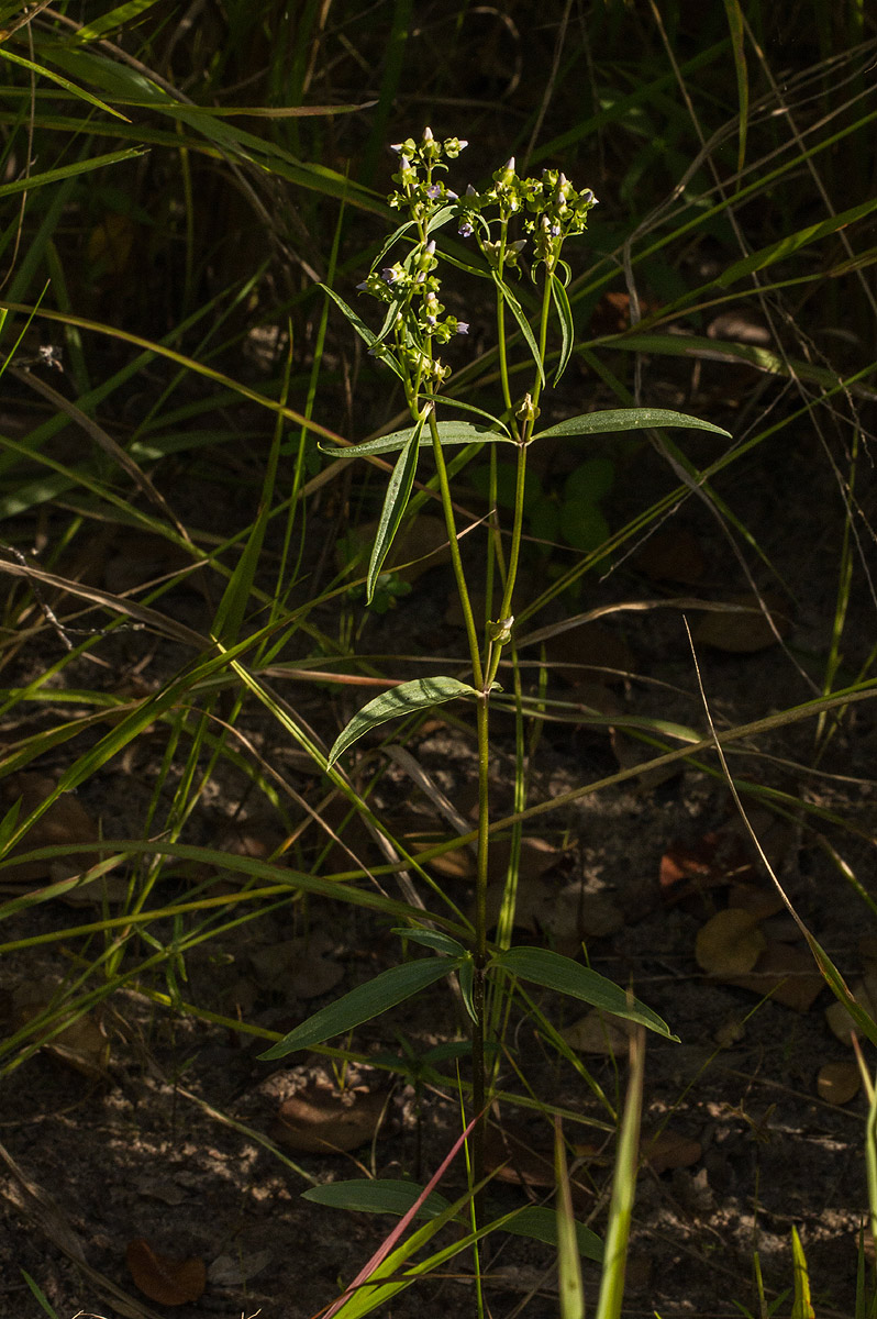 Exacum oldenlandioides Exacum oldenlandioides