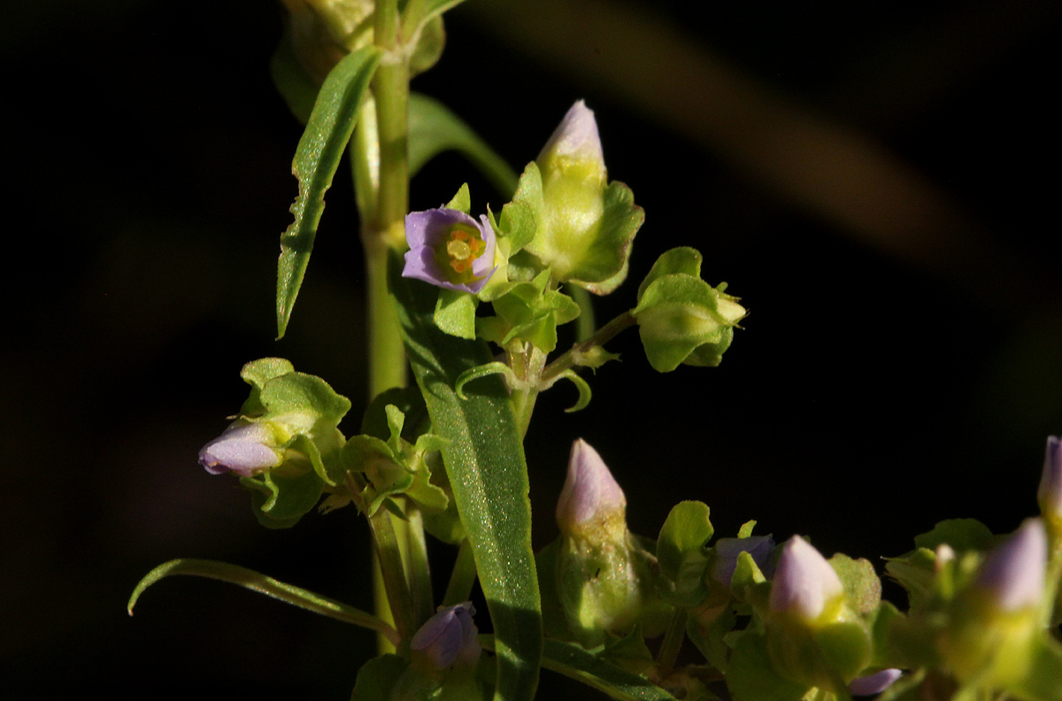 Exacum oldenlandioides Exacum oldenlandioides