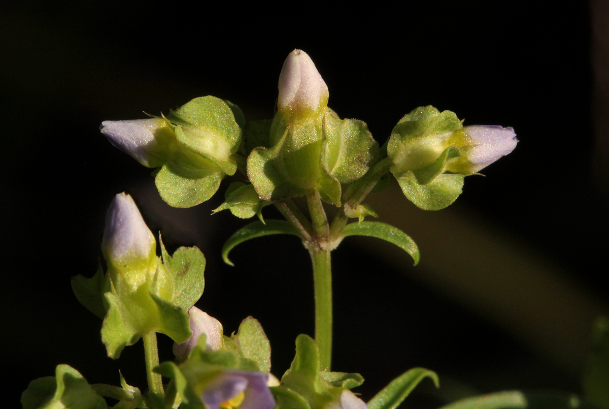 Exacum oldenlandioides Exacum oldenlandioides