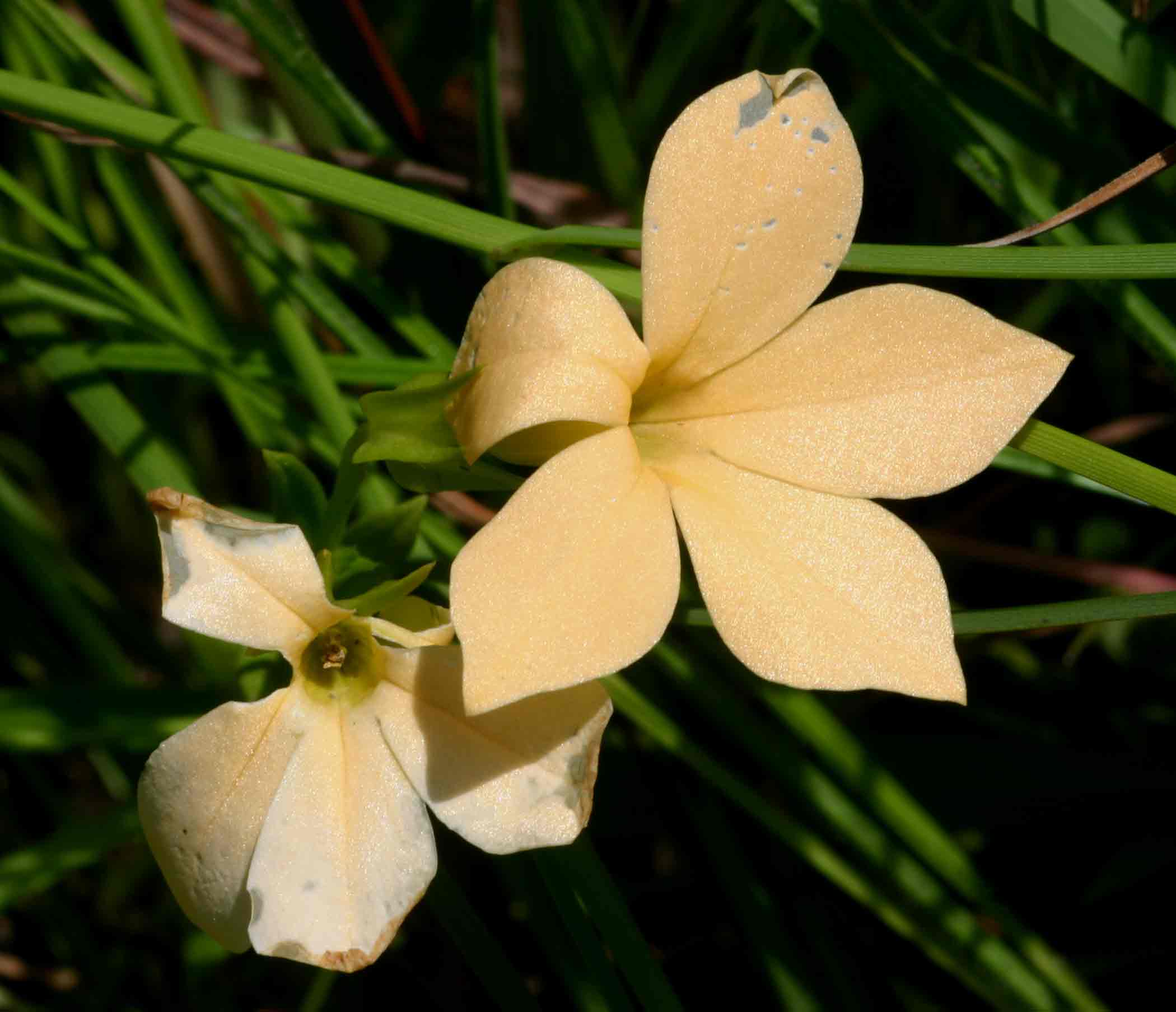 Exochaenium grande