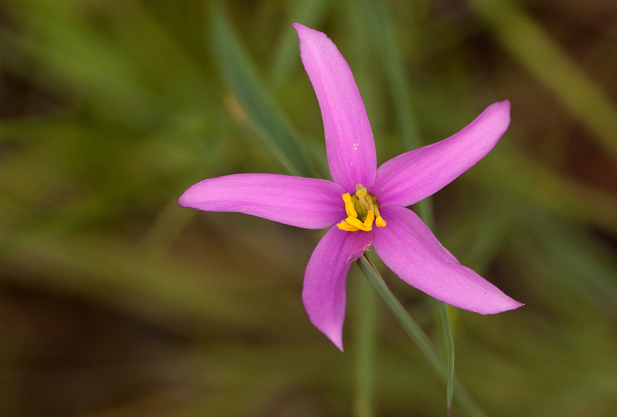 Chironia palustris subsp. transvaalensis Chironia palustris subsp. transvaalensis