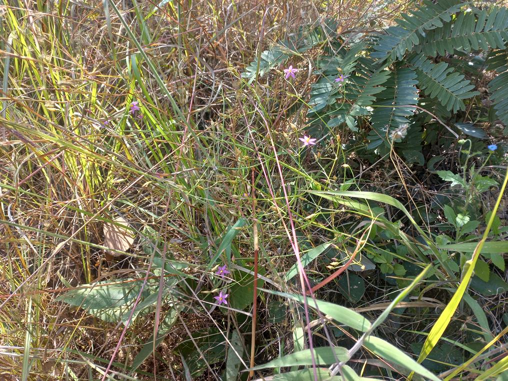 Chironia palustris subsp. transvaalensis