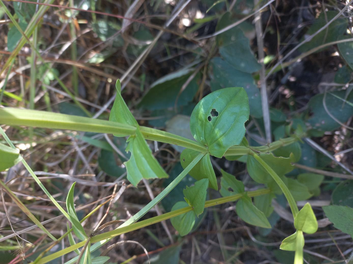 Chironia palustris subsp. transvaalensis Chironia palustris subsp. transvaalensis