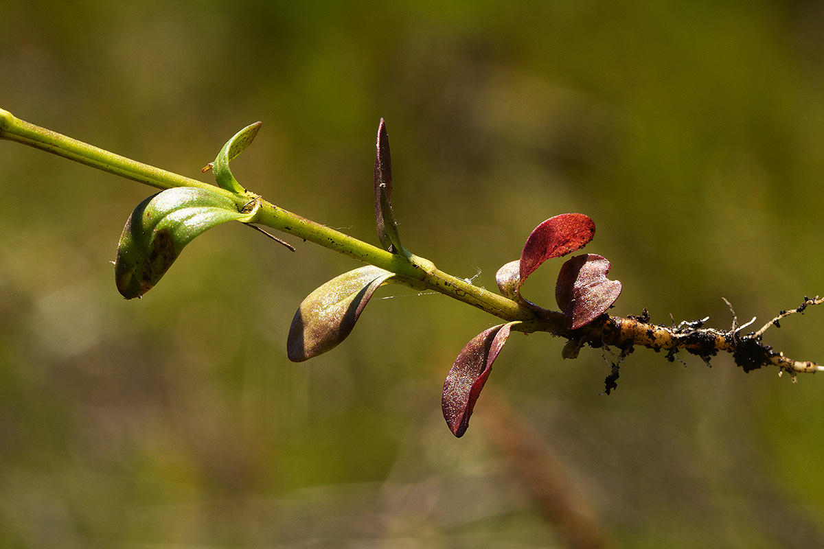 Swertia welwitschii Swertia welwitschii