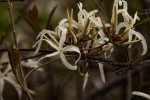 Ancylobothrys petersiana