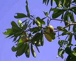 Voacanga thouarsii