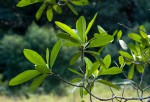 Voacanga thouarsii