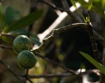Voacanga thouarsii