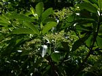Rauvolfia caffra