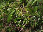 Rauvolfia caffra
