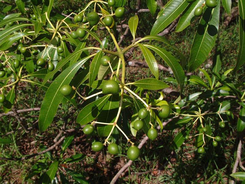 Rauvolfia caffra