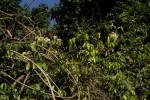 Alafia caudata