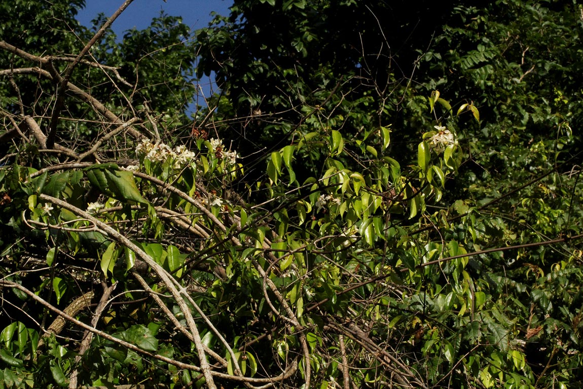 Alafia caudata Alafia caudata