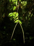 Alafia caudata
