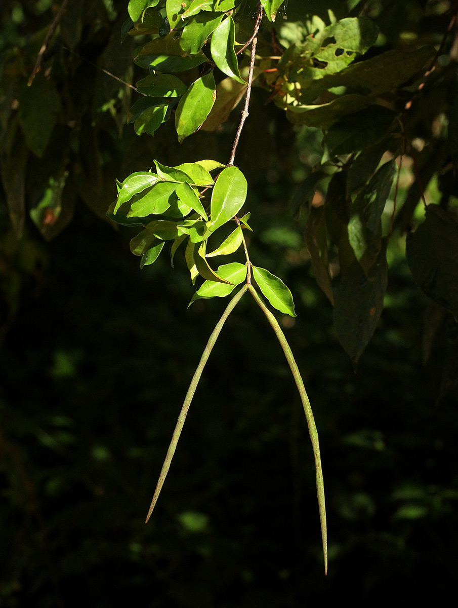 Alafia caudata Alafia caudata