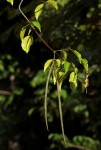 Alafia caudata