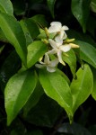 Alafia caudata