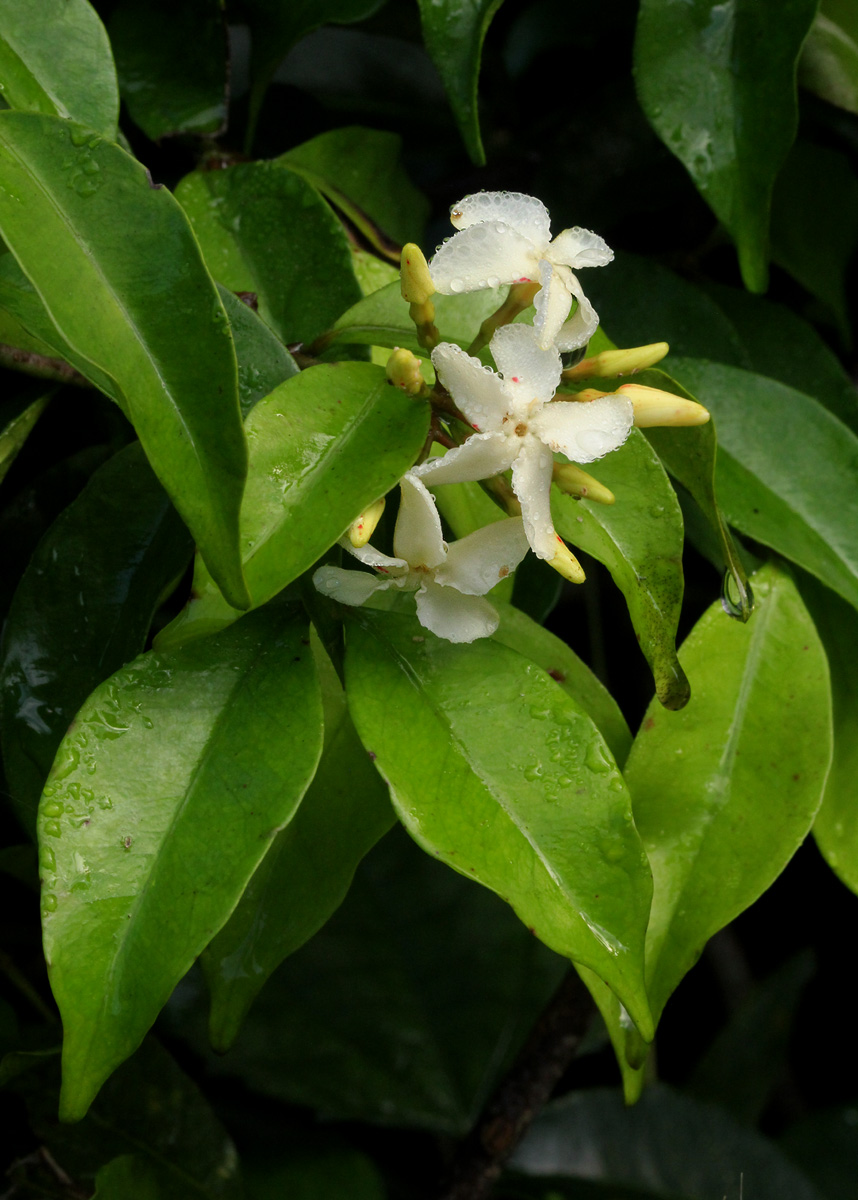 Alafia caudata Alafia caudata