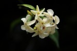 Alafia caudata