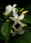 Alafia caudata