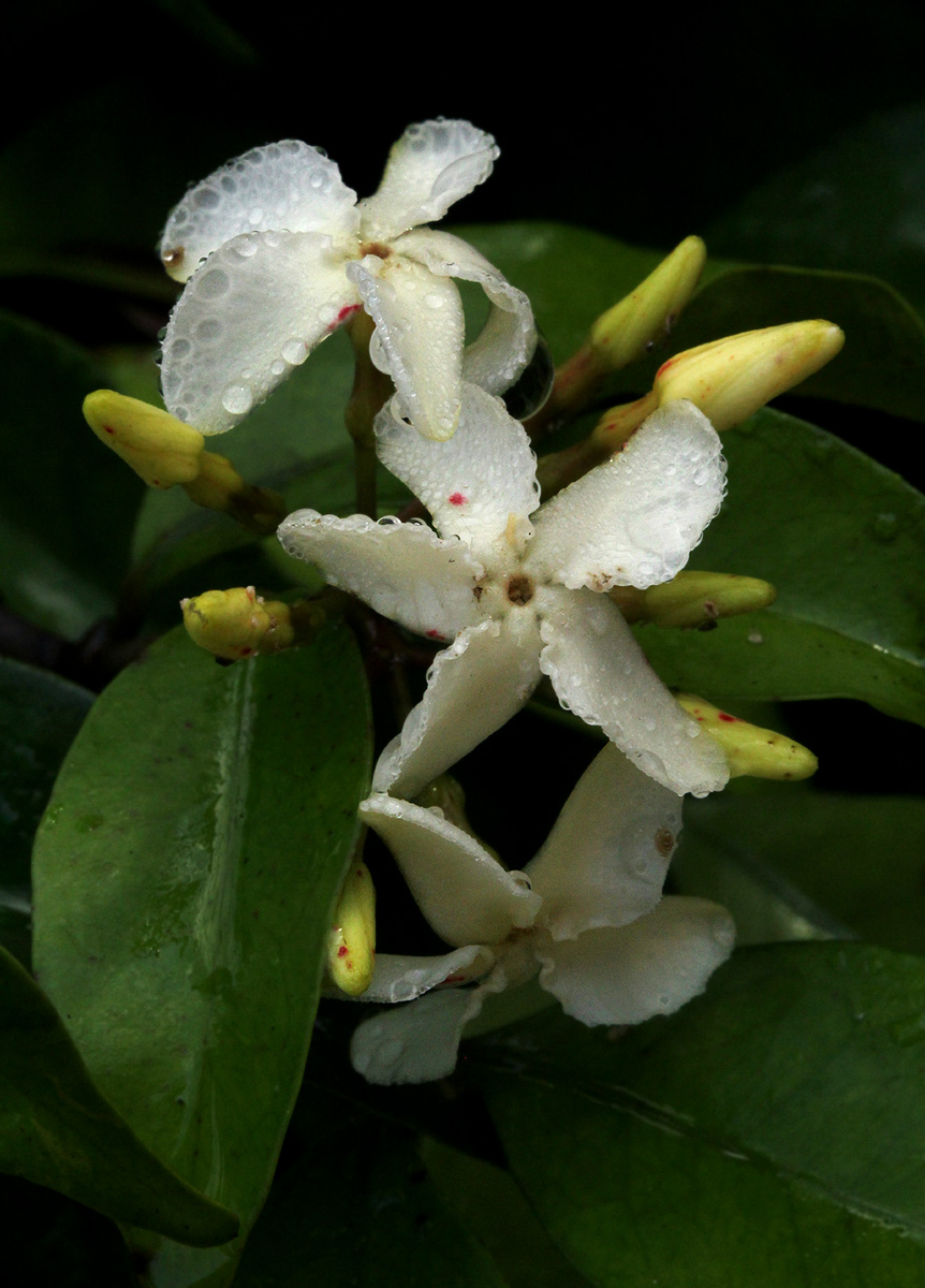 Alafia caudata Alafia caudata