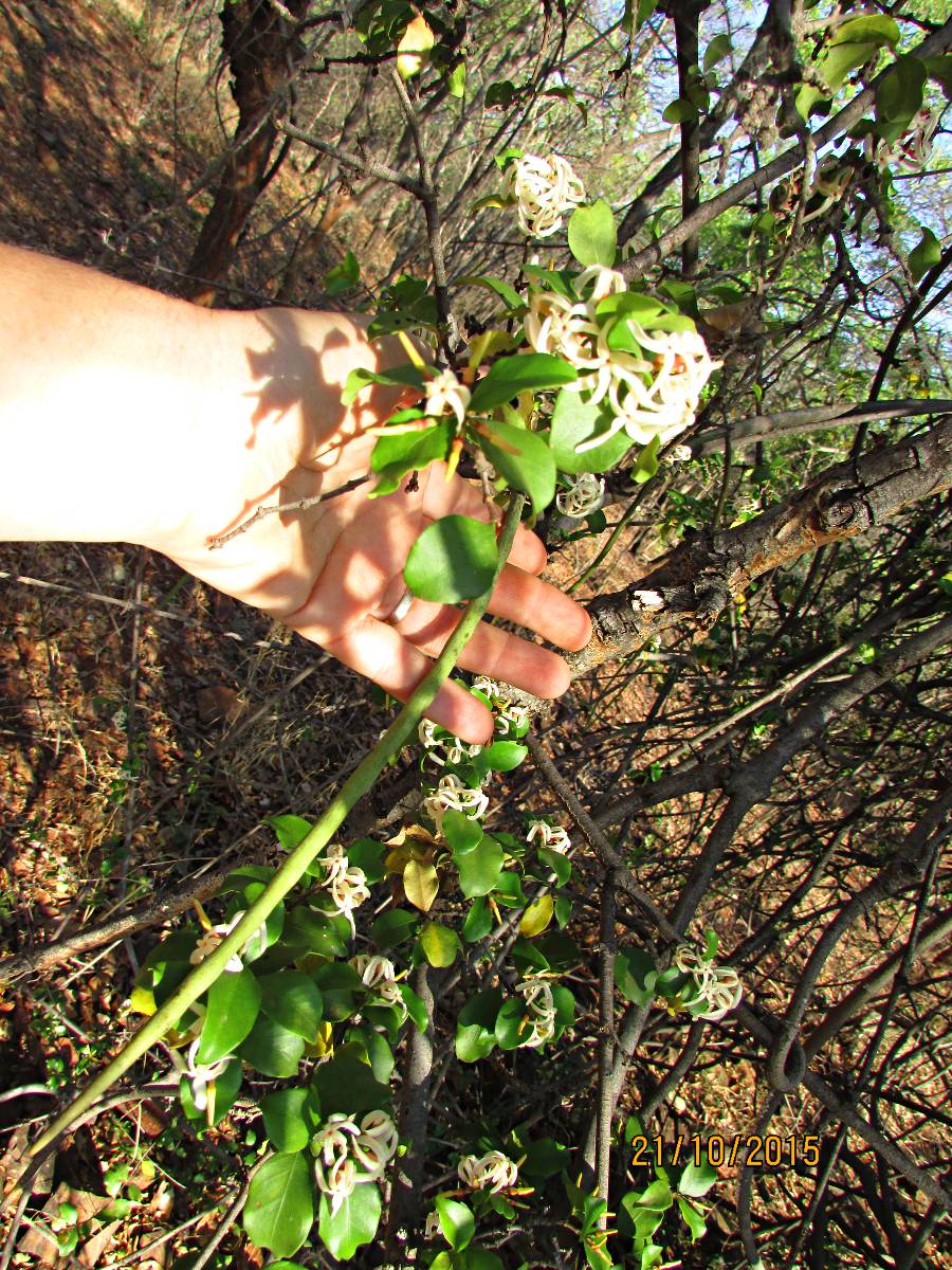 Alafia zambesiaca