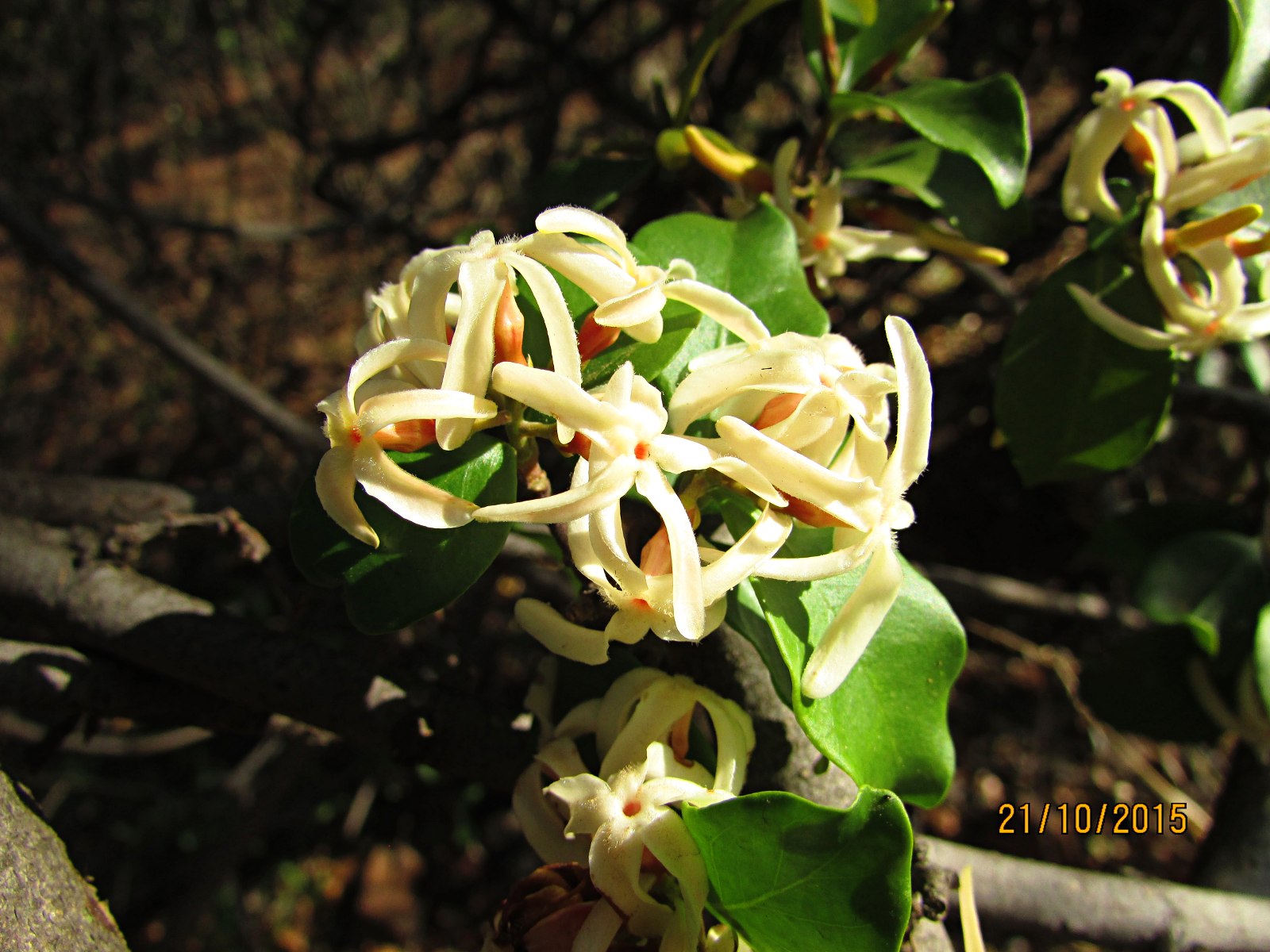 Alafia zambesiaca