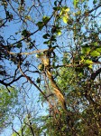 Alafia zambesiaca