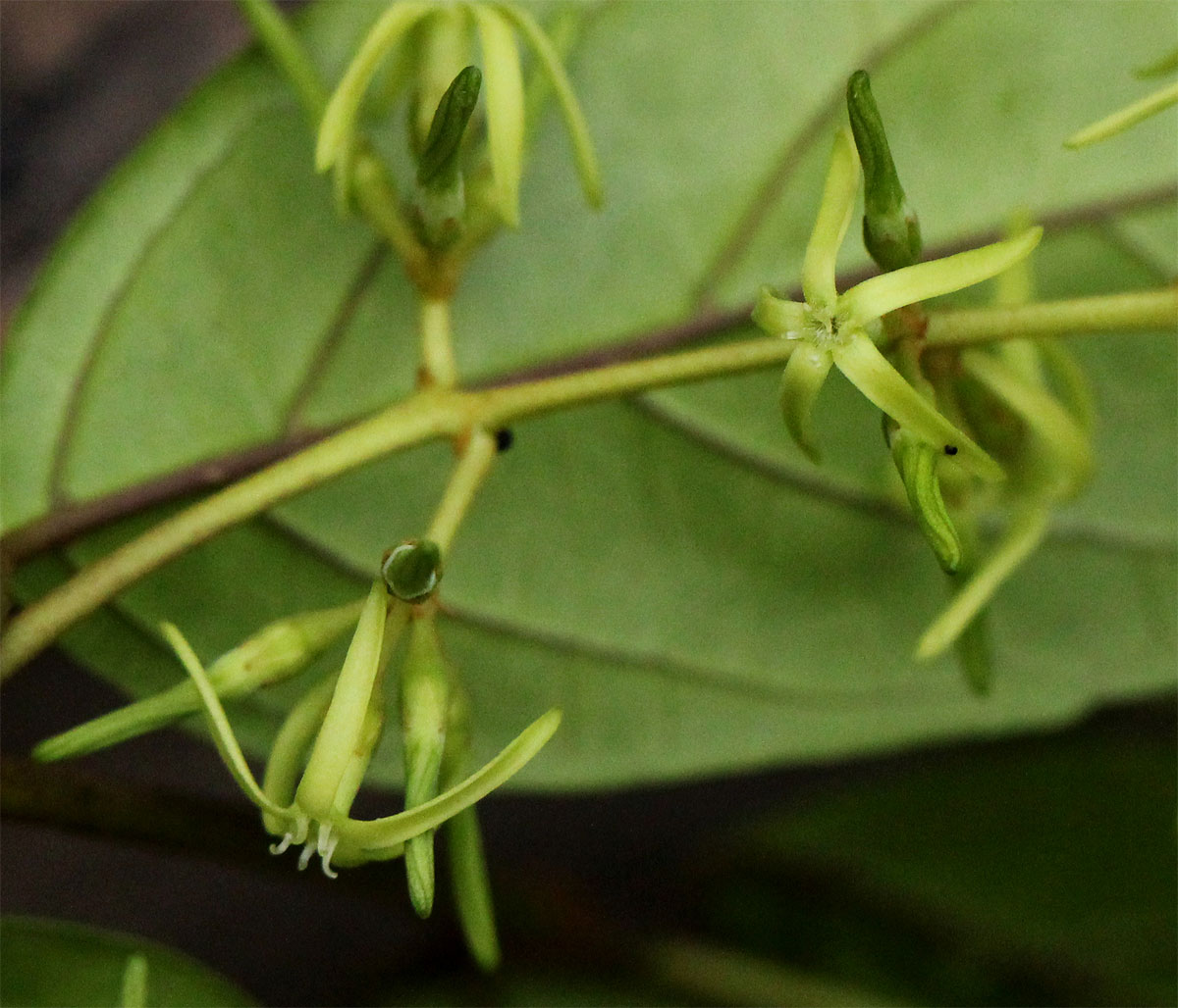 Oncinotis tenuiloba