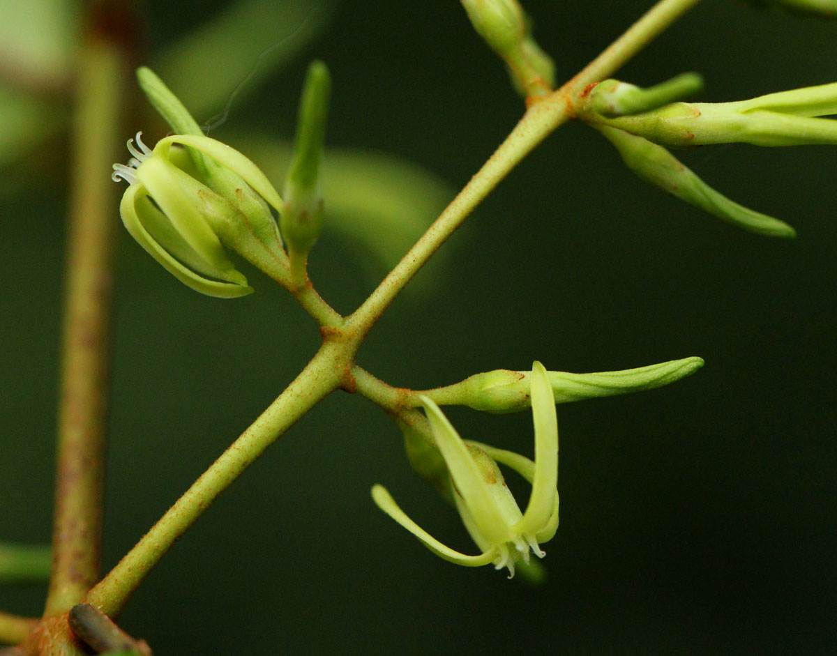 Oncinotis tenuiloba
